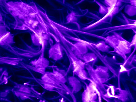 Real-time, accurate virus detection method could help fight next pandemic