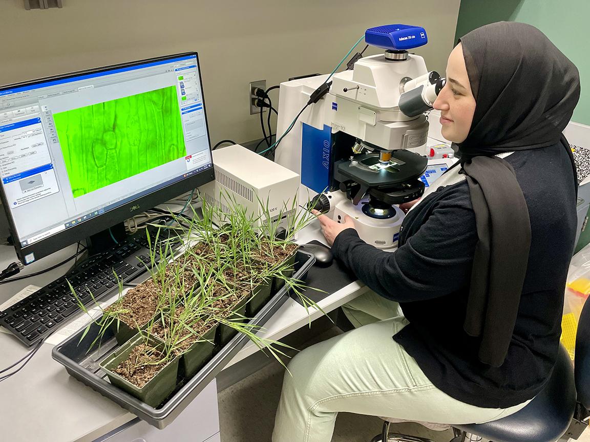 $1.45M NSF grant to fund new research into how grasses thrive in dry climates